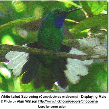 White-tailed Sabrewing (Campylopterus ensipennis) - Displaying Male