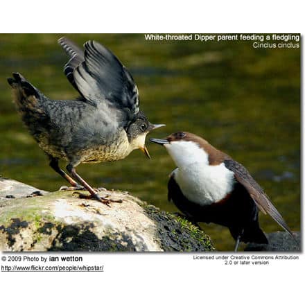 White-throated Dipper parent feeding a fledgling