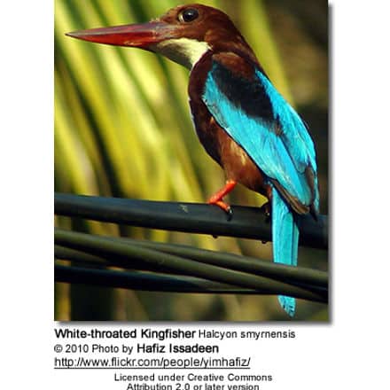 White-throated Kingfisher Halcyon smyrnensis