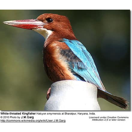 White-throated Kingfisher, White-breasted Kingfisher or Smyrna Kingfisher, Halcyon smyrnensis