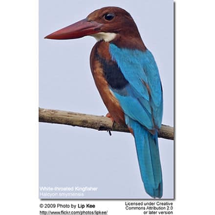 White-throated Kingfisher