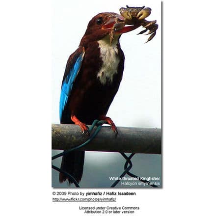 White-throated Kingfisher with prey