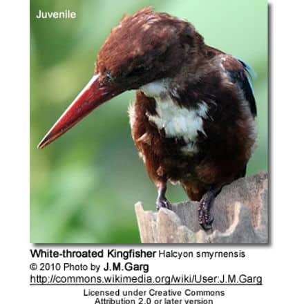 White-throated Kingfisher Halcyon smyrnensis - Juvenile