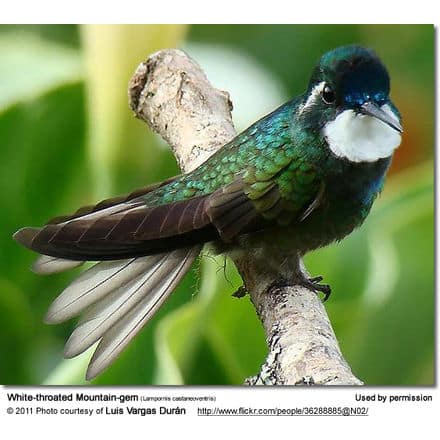 White-throated Mountain-gem, Lampornis castaneoventris