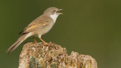 Whitethroats