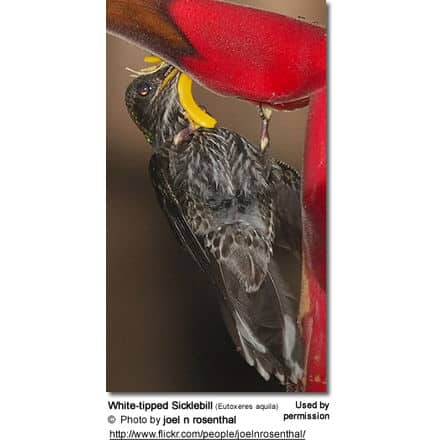 White-tipped Sicklebills (Eutoxeres aquila)