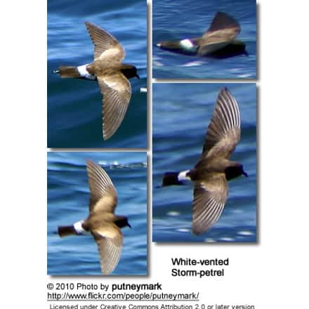 White-vented Storm-petrel