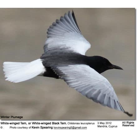 White-winged Tern, or White-winged Black Tern, Chlidonias leucopterus