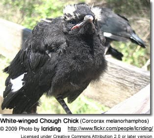 White-winged Chough Chick
