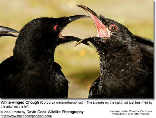 White-winged Chough - adult feeding a young