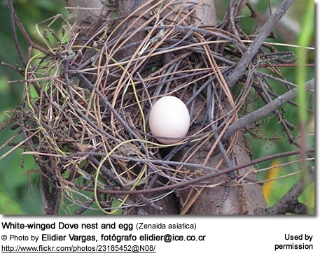 White-winged Dove nest and egg (Zenaida asiatica)