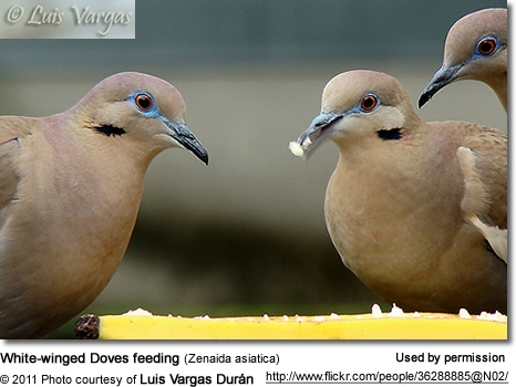 White-winged Doves feeding (Zenaida asiatica)