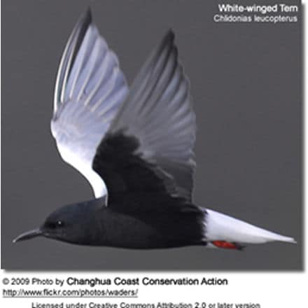 White-winged Tern or White-winged Black Tern (Chlidonias leucopterus)