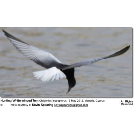 Hunting White-winged Tern, or White-winged Black Tern, Chlidonias leucopterus