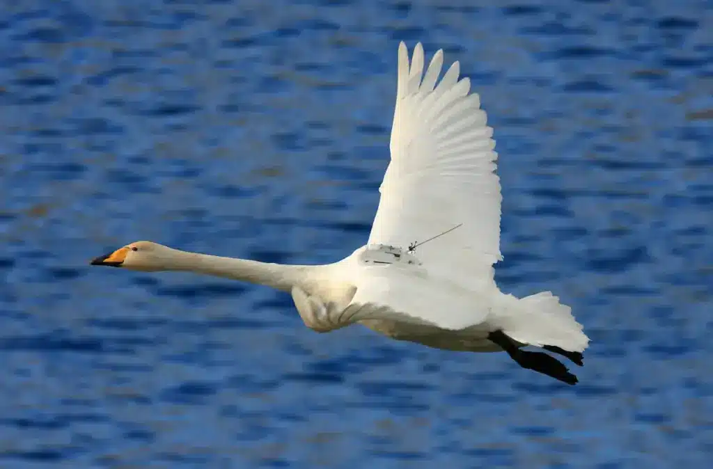 Whooper Swan on Flight 