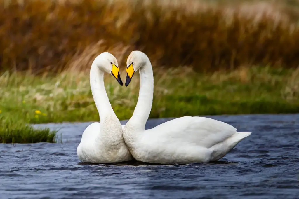 A Pair Of Whooper Swans In The River