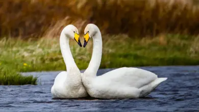 A Pair Of Whooper Swans In The River