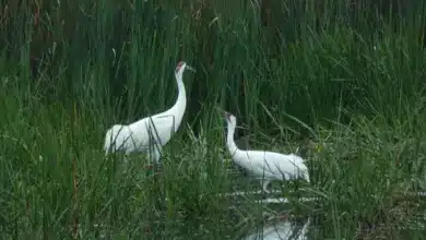 The Whooping Crane in Green Grass