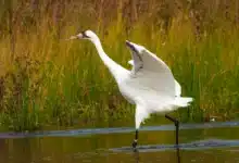Whooping Cranes