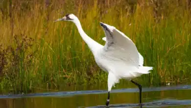 Whooping Cranes