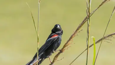 Male Long-tailed Widowbird Species