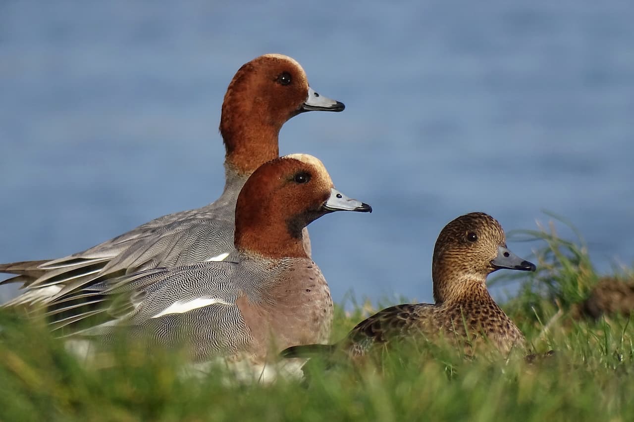 Three Wigeons In A Green Grass