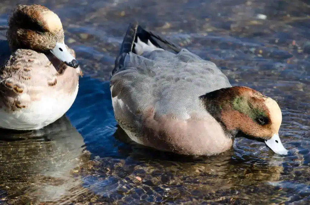Wigeons Drinking Water 