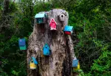Wild Bird Houses