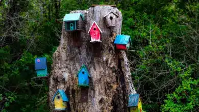 Wild Bird Houses