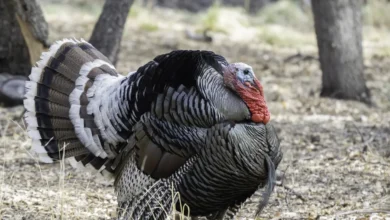 Wild Turkey Species