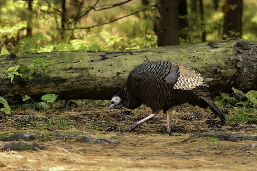Wild Turkeys Walking Through the Forest 