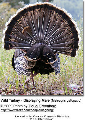 Wild Turkey - Displaying Male (Meleagris gallopavo) - from back