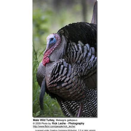 Male Wild Turkey, Meleagris gallopavo