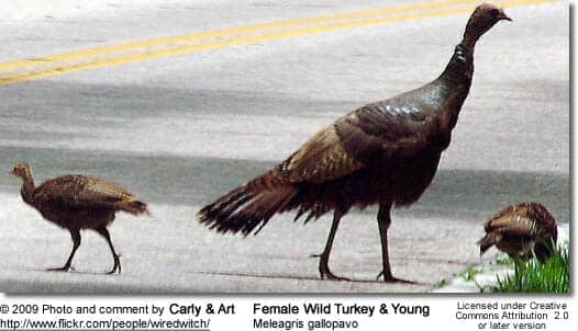 Wild Turkey Female and Young