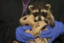 Wildlife Rehabilitators