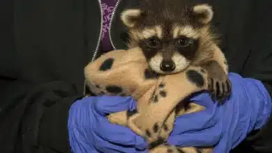 Wildlife Rehabilitators