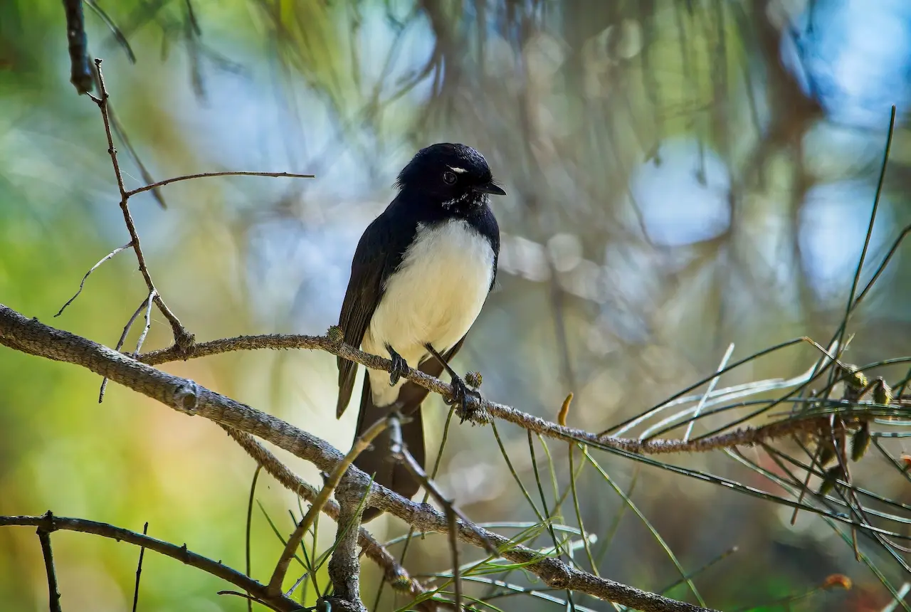 The Willie Wagtails Perched In The Thorn Of A Tree