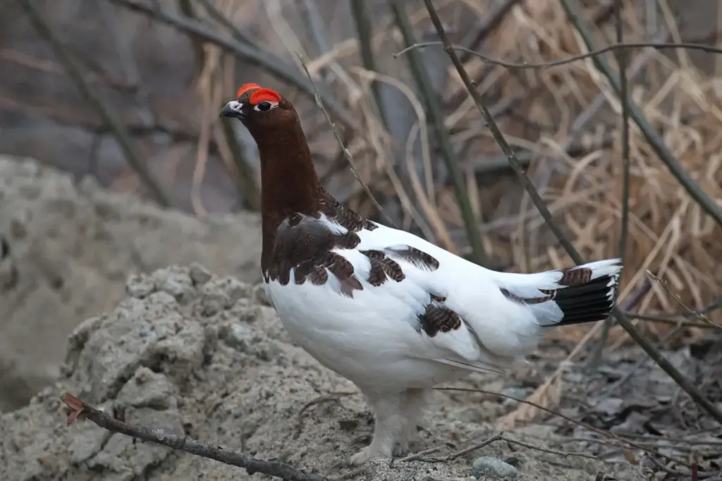 Willow Grouse on the Ground