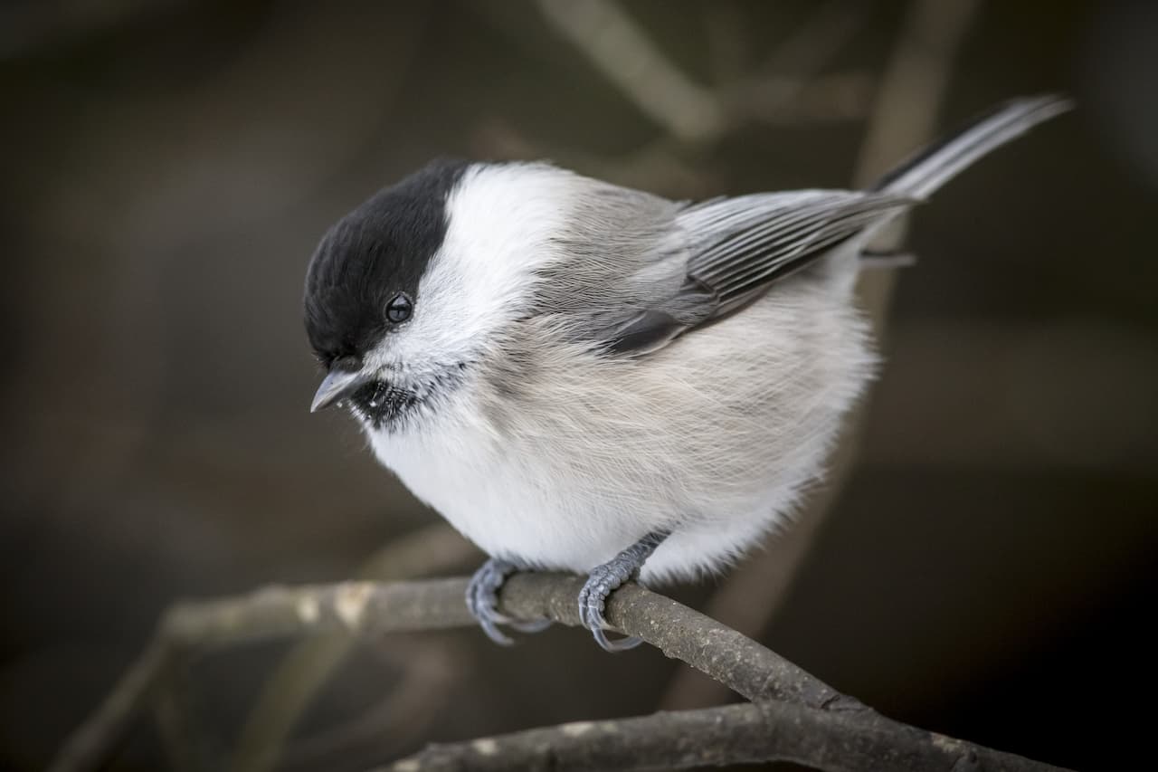 A Willow tit bird holding onto a tree branch in the snow.