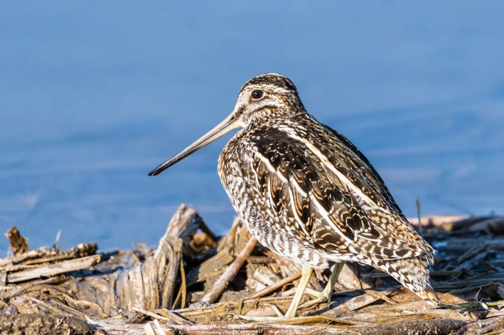 Wilson's Snipes on the Shore Looking for Food 