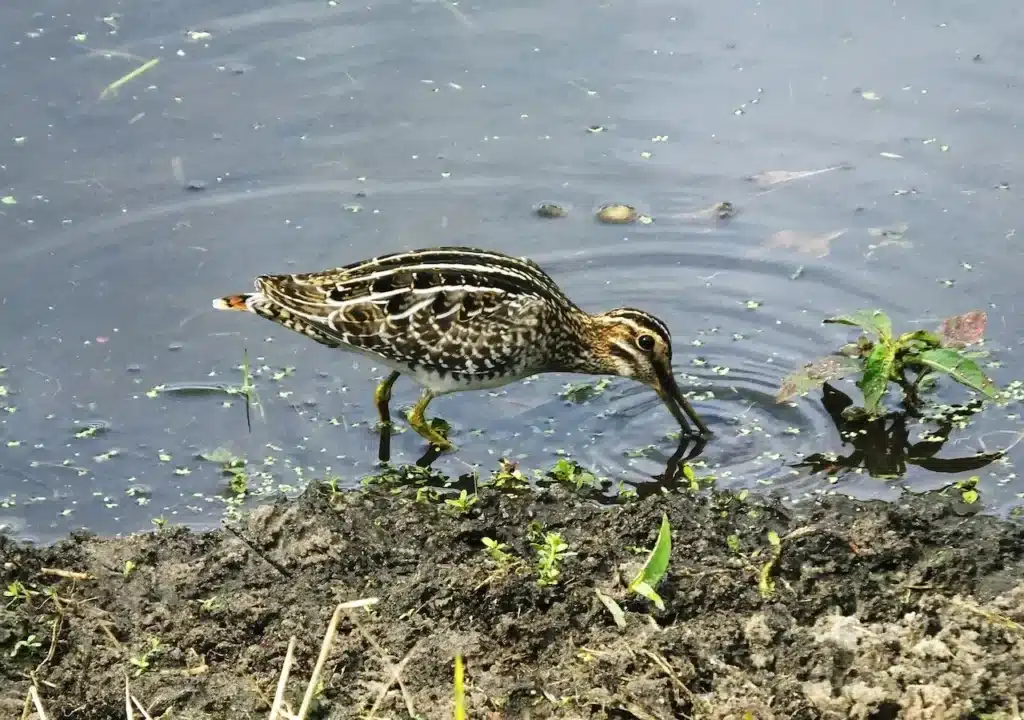 Wilson's Snipes Drinking Water 
