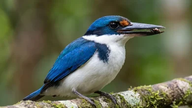 Winchell's Kingfishers (Todiramphus winchelli)