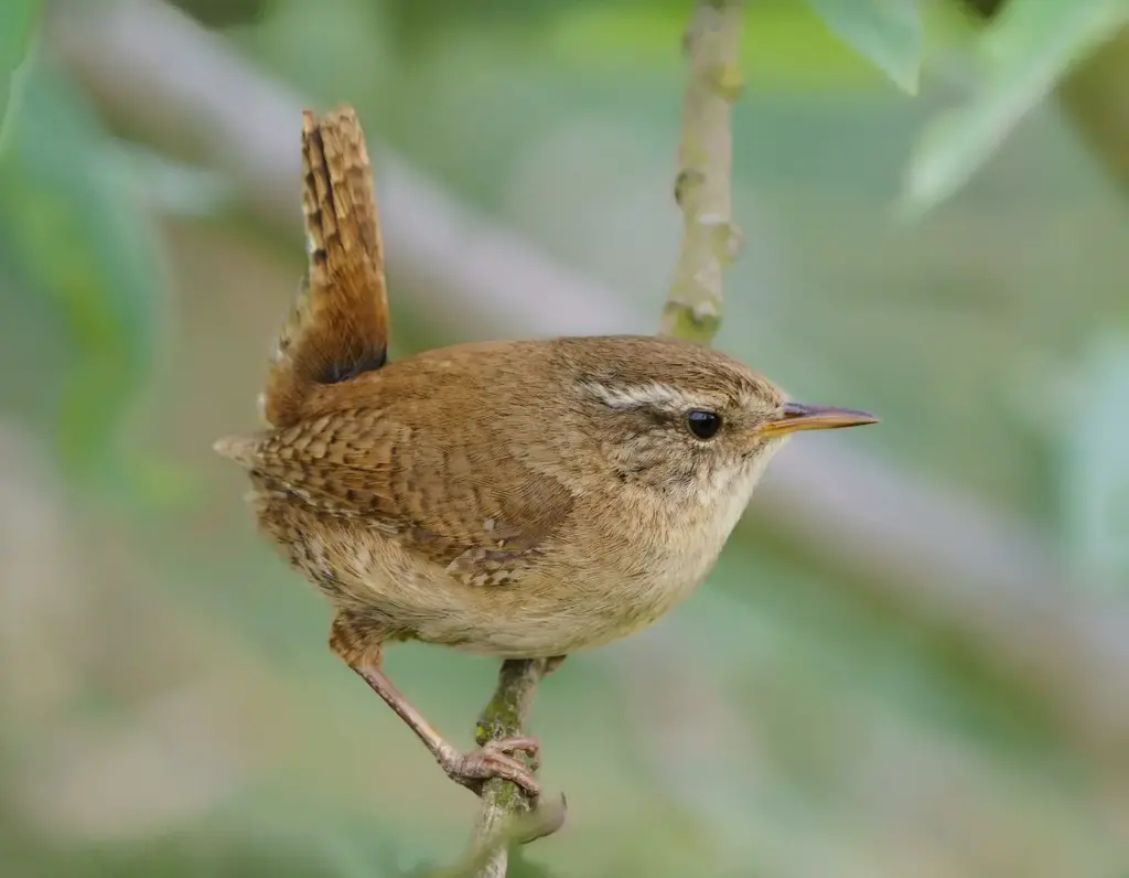 The Winter Wrens Perched On A Branch