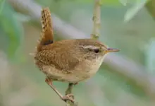 The Winter Wrens Perched On A Branch