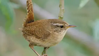 The Winter Wrens Perched On A Branch