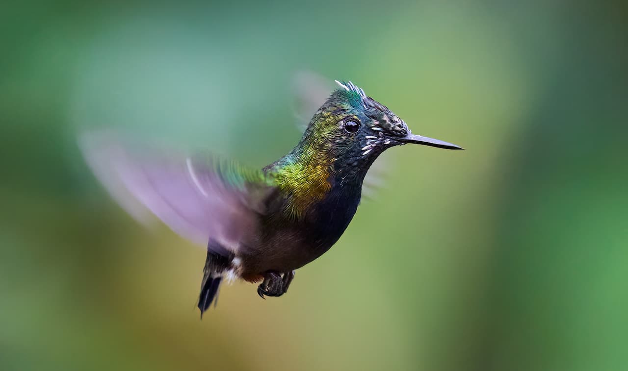 The Wire-crested Thorntails Is On Flight Looking For Prey