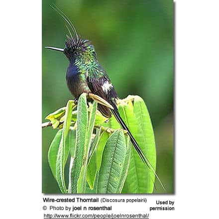 Wire-crested Thorntail (Discosura popelairii)