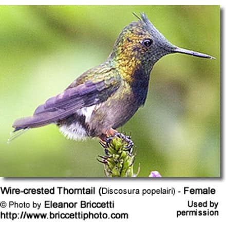 Wire-crested Thorntail (Discosura popelairi) - Female