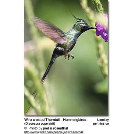 Wire-crested Thorntail - Hummingbirds (Discosura popelairii)