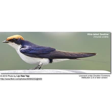 Wire-tailed Swallow (Hirundo smithii)